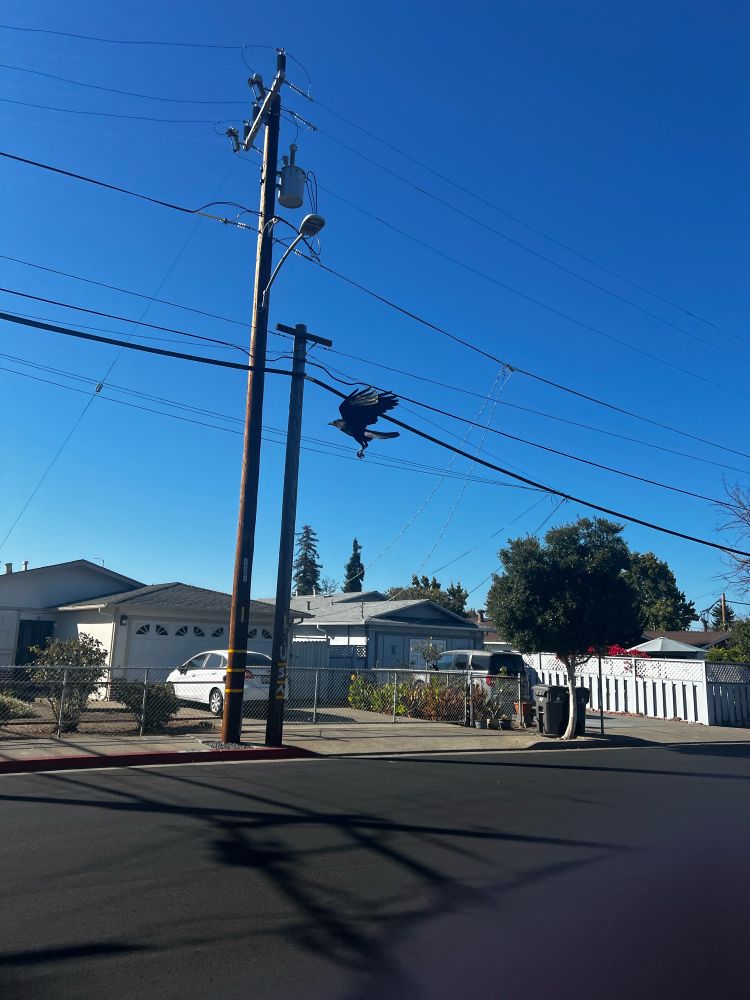 Picture of a street with a blue sky and powerlines. A crow flies midair, center frame. Its wings both extended back, legs draping down.