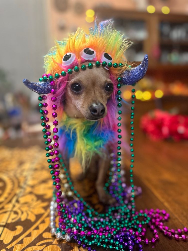 Punky the angry chihuahua dressed up as a three eyed rainbow monster with beads