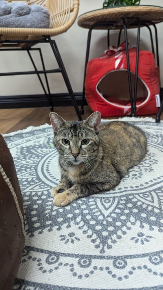 tabby cat lying comfortably on a patterned rug in a cozy room. Behind the cat, there is a wicker chair with a gray pet bed on top and a red cube-shaped cat bed decorated like a gift box.
