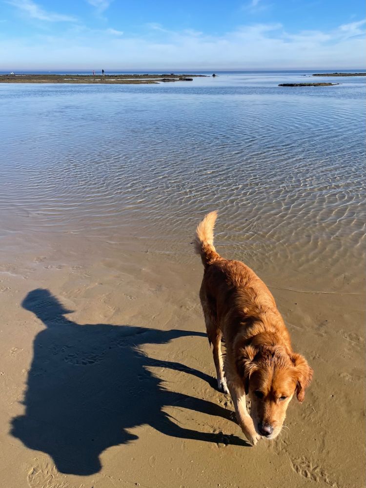 Golden retriever at the beach and her clear shadow, which looks like a black dog or wolf beside her.