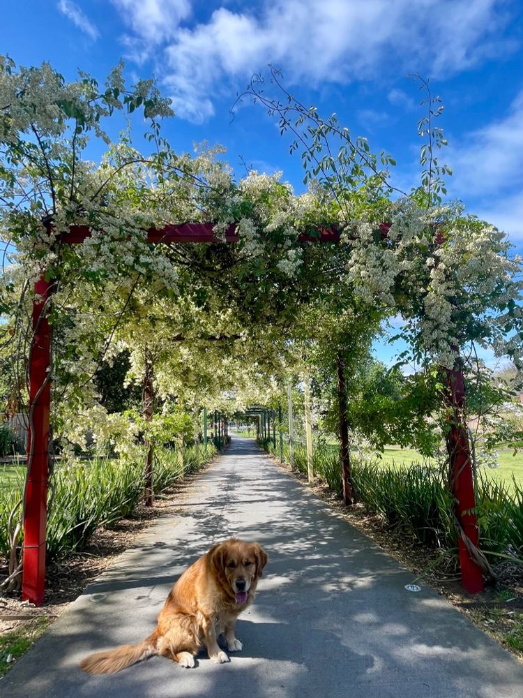 Golden retriever under Spring blossom covered arbour in Stanhope Gardens, Murrumbeena.