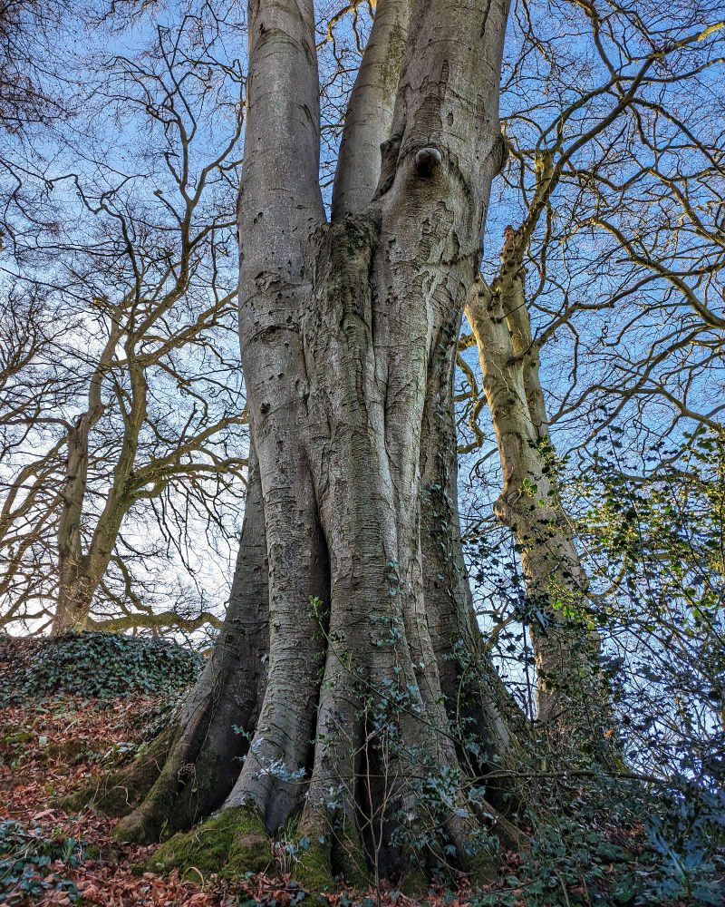A colour photo of a large beech tree with three main branches extending upwards from the broad trunk. More beech trees in the background and a partly cloudy sky.