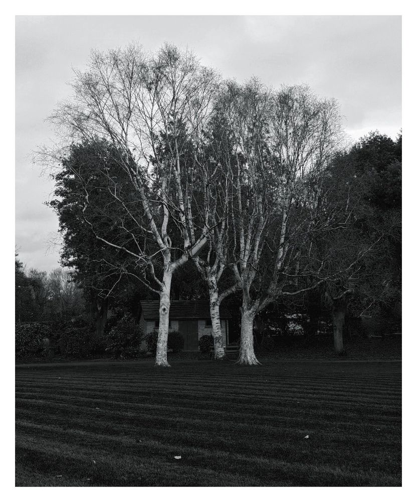 A b&w photo of three graceful pale bare trees against a darker backdrop of grass, leafy trees and small buildings. Pale cloudy sky.