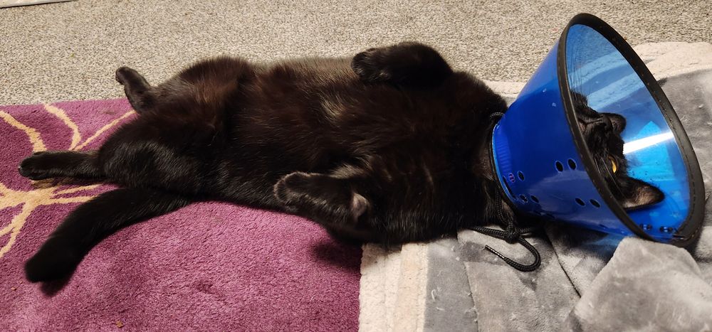A photo of a black cat in a blue cone laying flat on her back, looking quite defeated