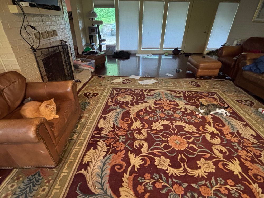Two cats sitting in a living room. The orange cat rests one a leather chair facing a gray and white cat sprawled on the carpet returning the look. 