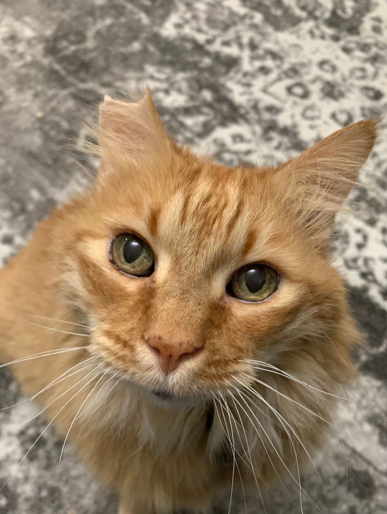 Large, long-haired orange cat missing the tip of his left ear stares engagingly toward the camera.
