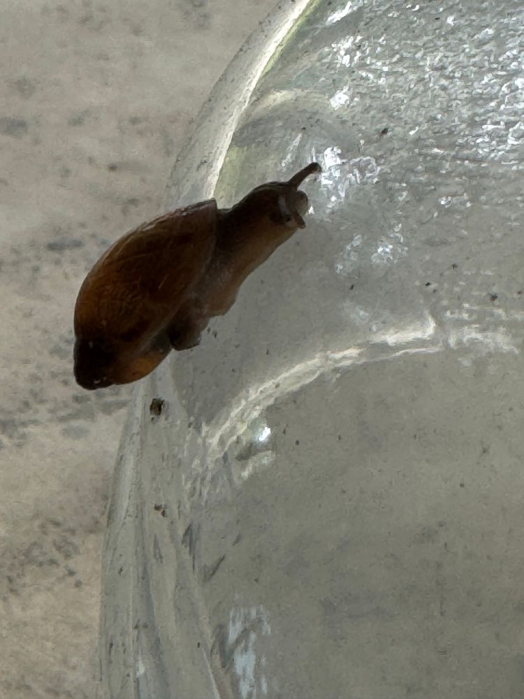 A snail on a plastic jug.