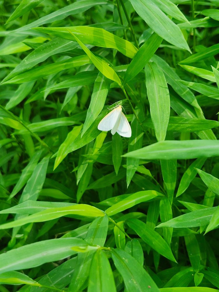 A white moth on some green leaves 