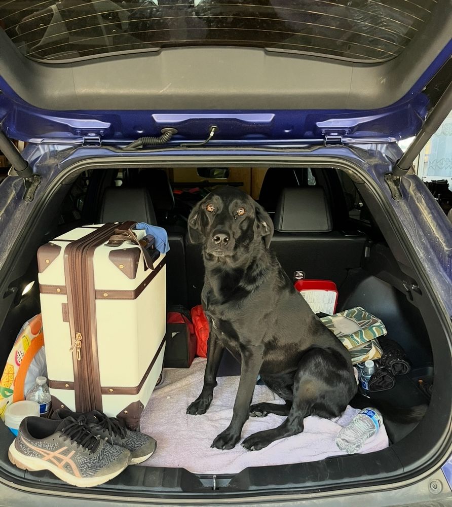 Black dog staring into the camera while sitting next to a white suitcase in the back of a car with the hatch door open.