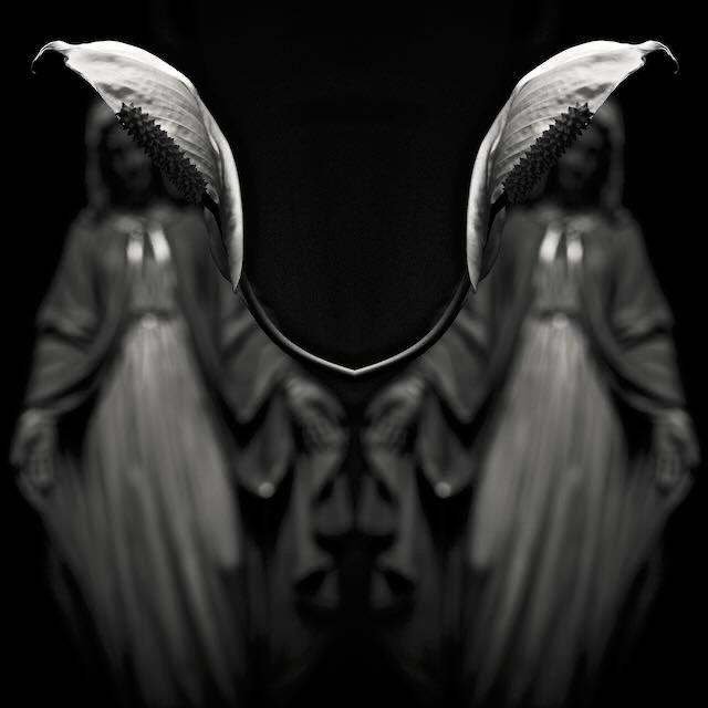 Many Hands Make Light Work, 20 x 20 dye sublimation print.  Shown is a symmetrical mirror image of a spathiphyllum flower in crisp focus with a Virgin Mary statue blurred in the background.  The flowers connect and suggest wings.  The void between is filled with portent.  #art #virginmary #photography #bnw #arizonaartists #spiritualityinart #contemporaryart #artandmythology #mythologicalart