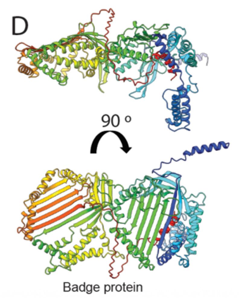 Unusual protein found in a Loki Asgard Archaea. 