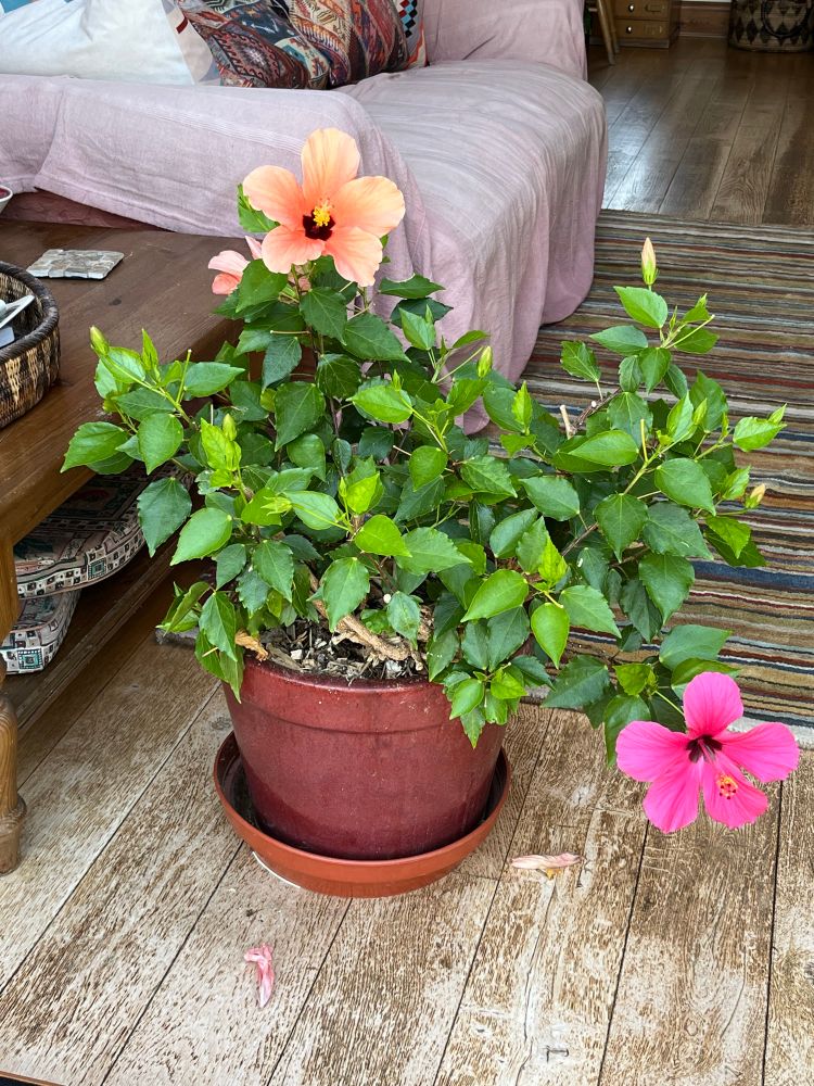 Hibiscus plant with two different coloured flowers
