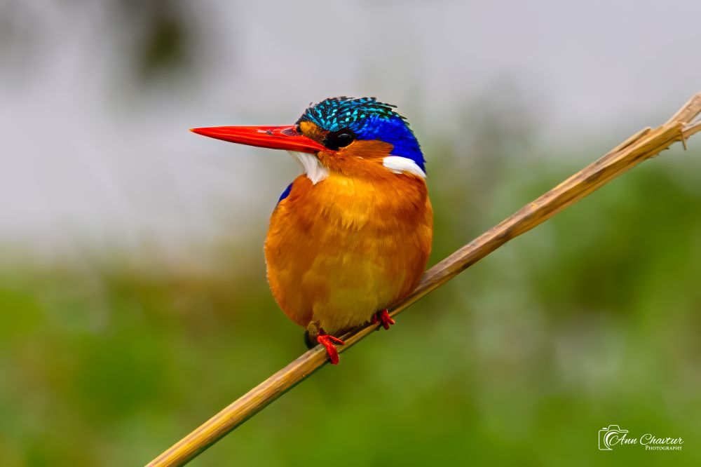 Small Malachite Kingfisher turned on branch facing the camera. Shows the bright orange chest, and a short blue/green crest on its head.