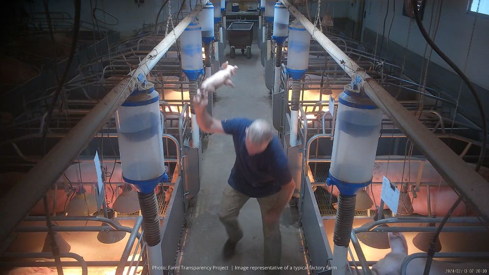 Image: A pig farm employee kills a piglet by picking up by their back legs and slamming them head-first onto the floor.