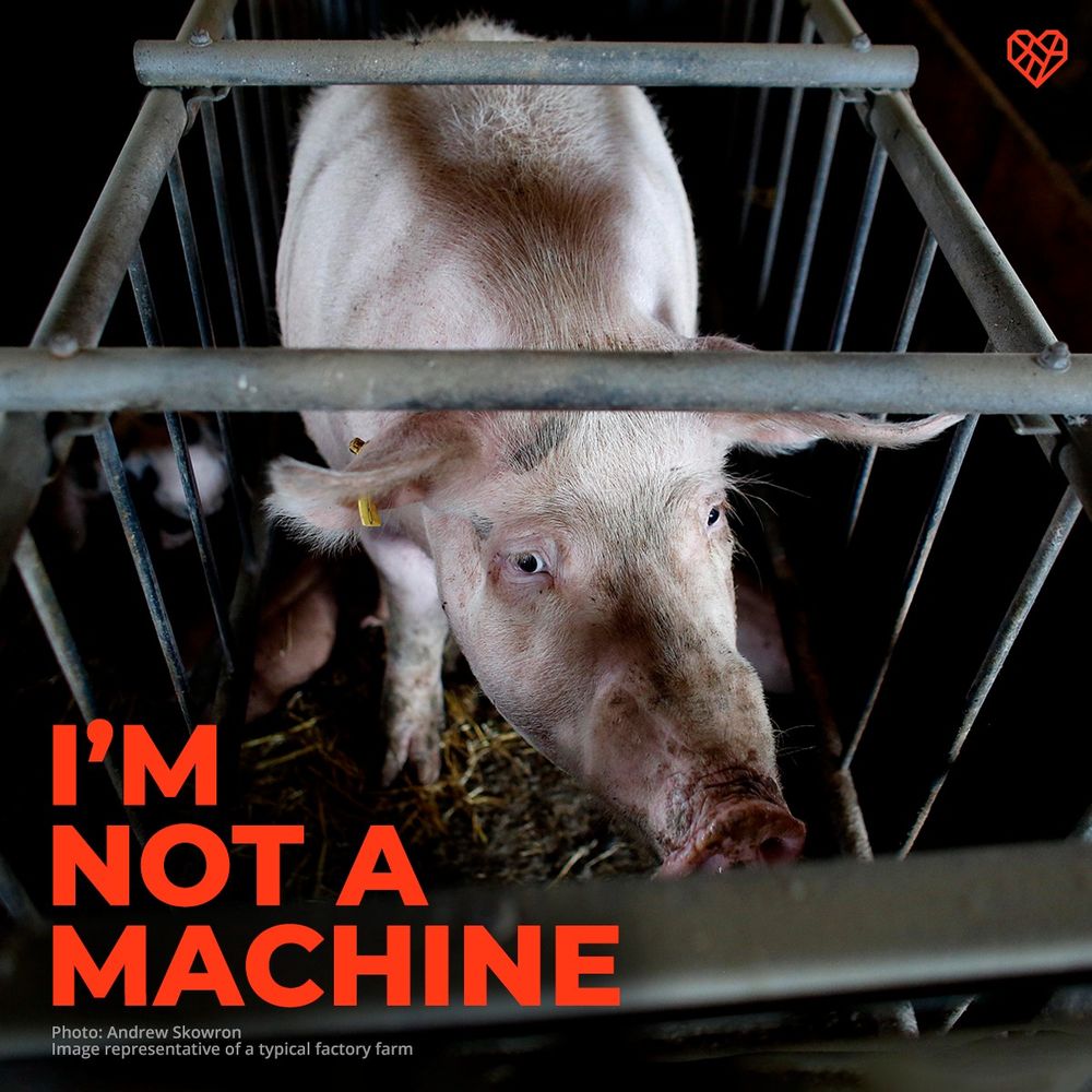 Image: A female pig looks up in fear from under the metal bars of a gestation crate. Text overlay reads: "I'm not a machine."