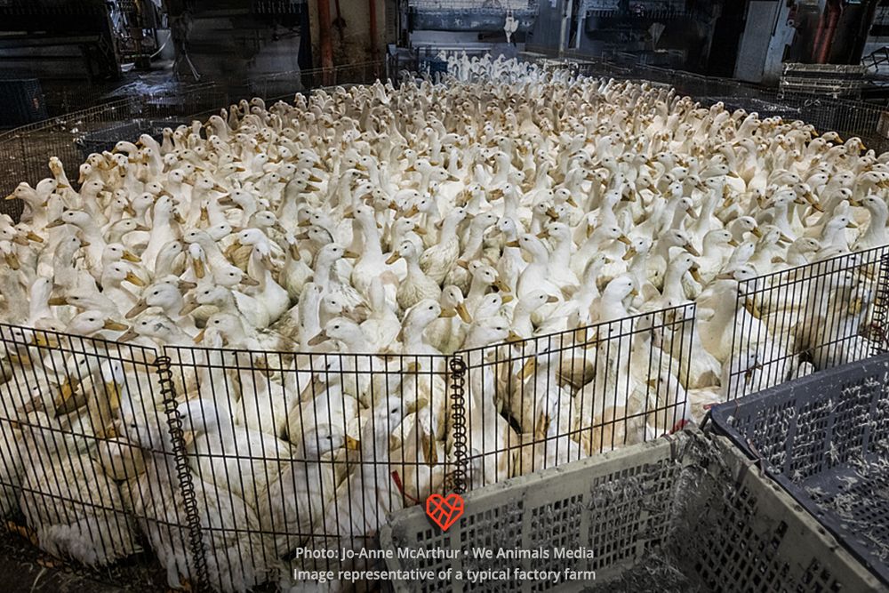Image: Ducks raised for meat are crowded together in a pen on the floor of a slaughterhouse.