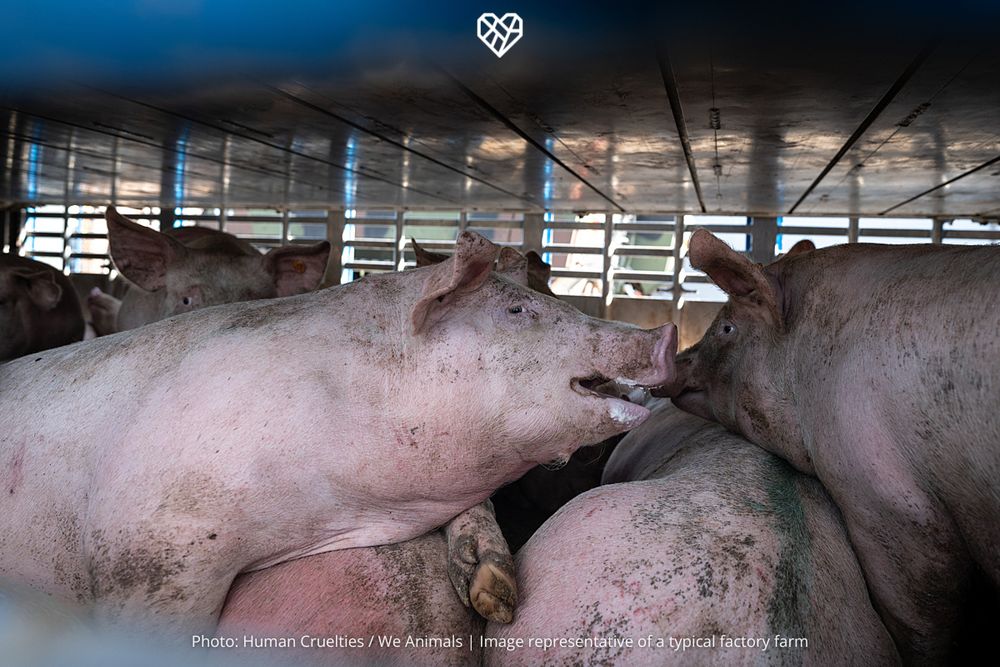 Image: A pig foams at the mouth inside an overcrowded transport truck while in transit to a slaughterhouse during summer heat.