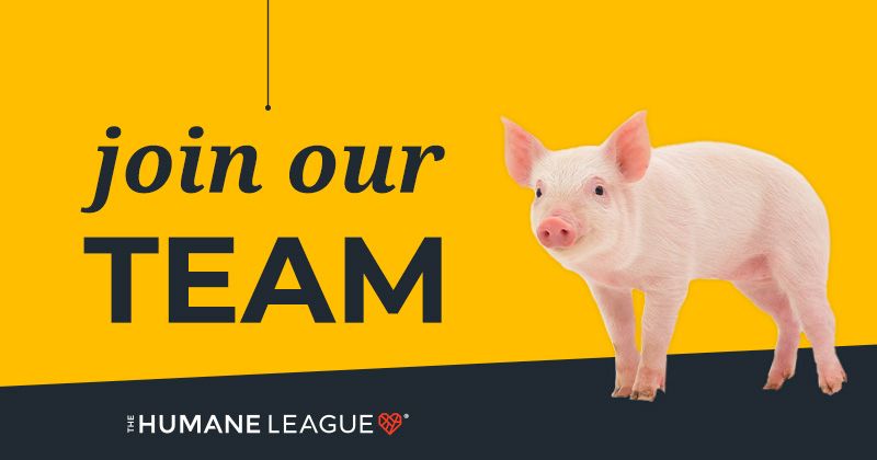 Image: A photo of a young pig on a solid yellow background. Text overlay reads: "Join our team"