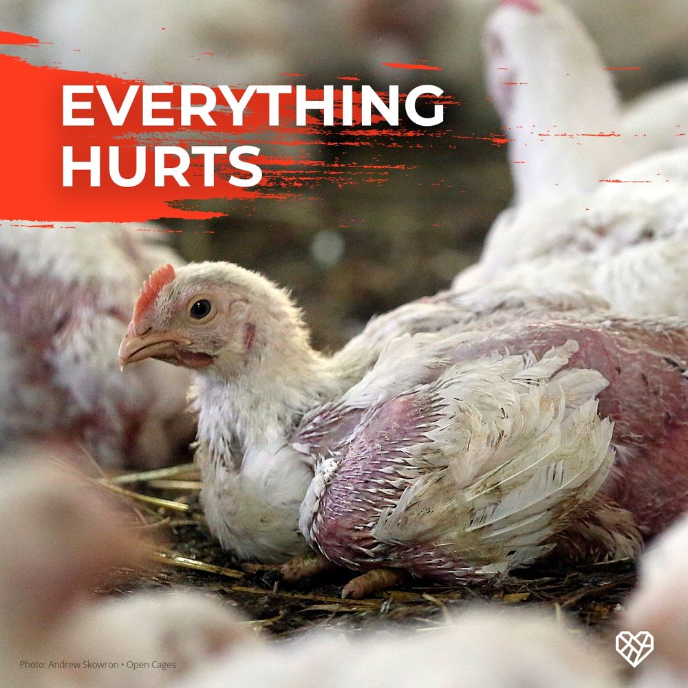 Image: A chicken raised for meat on a factory farm. He or she is missing large amounts of feathers. Text overlay reads: "Everything hurts"