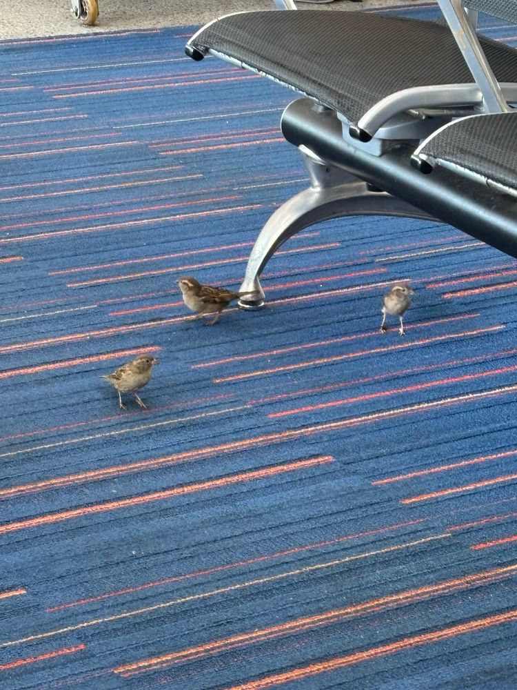 sparrows at jfk