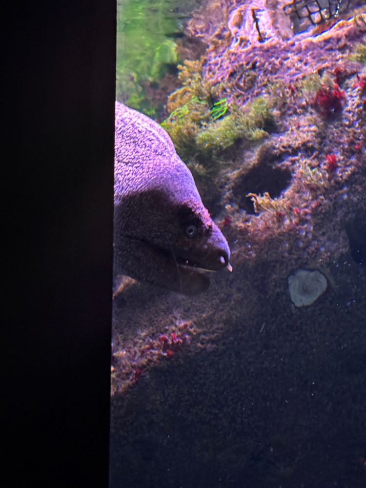 lurking moray eel