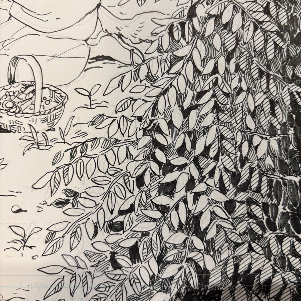 coffee plant in pen and ink