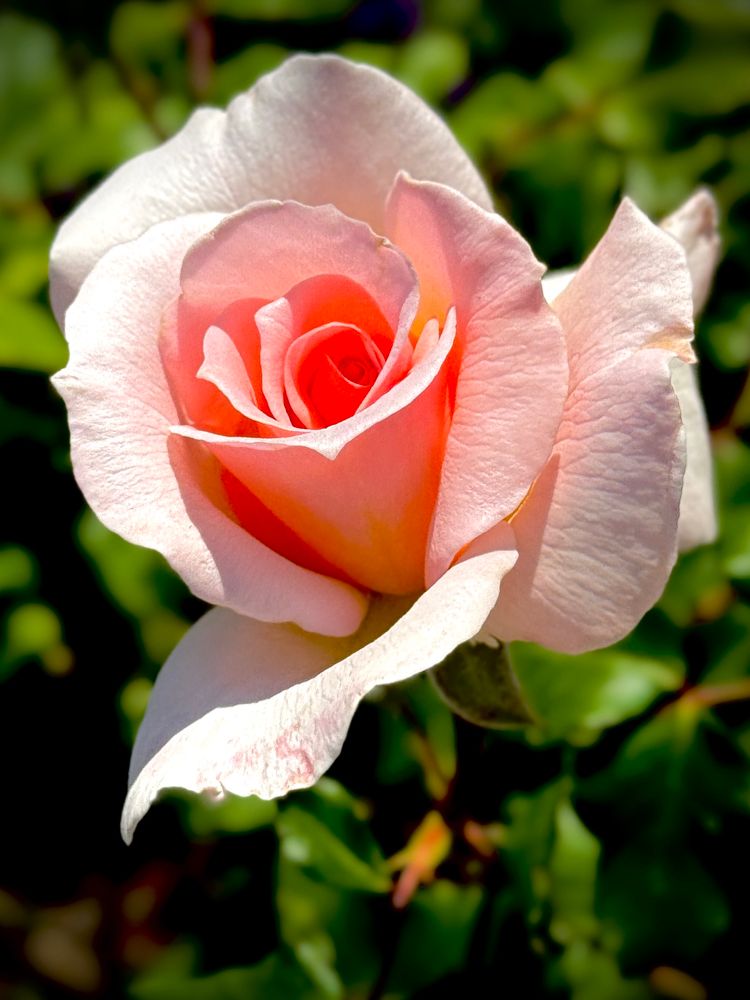 Blush pink double rose bud opening
