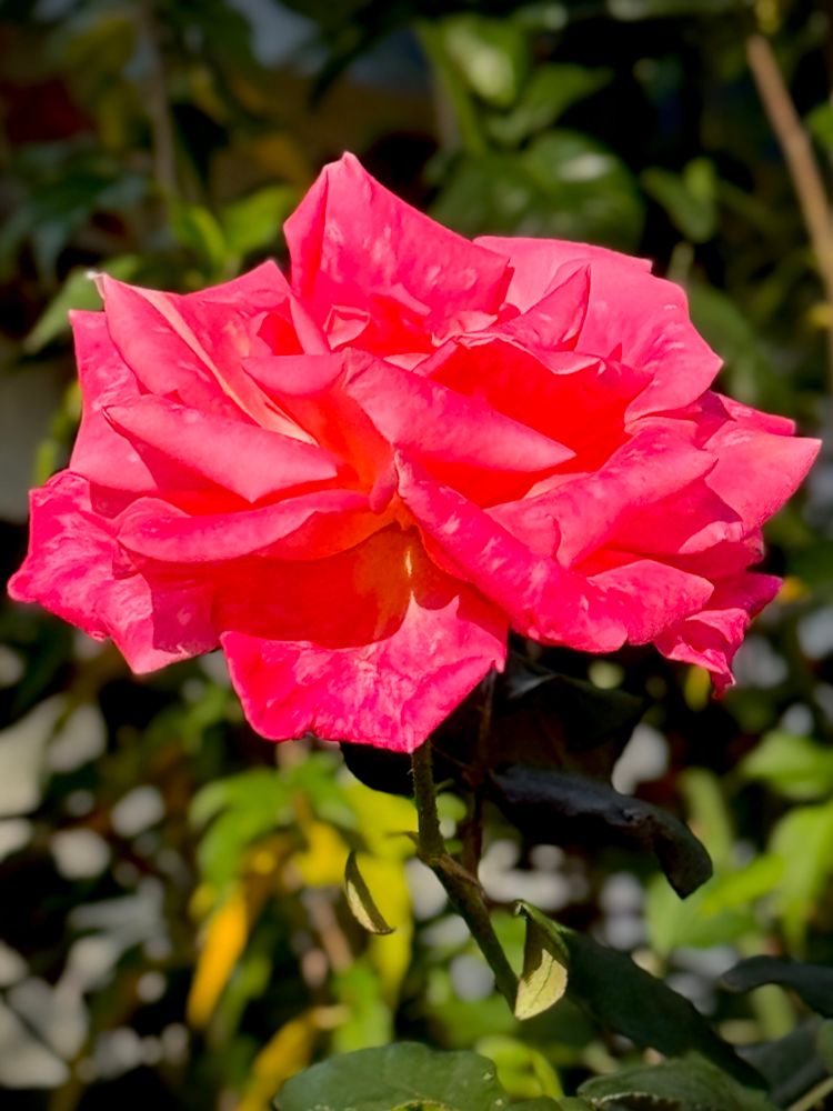 Salmon red double rose