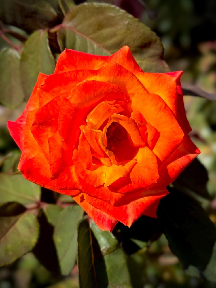 Orange double rose flower