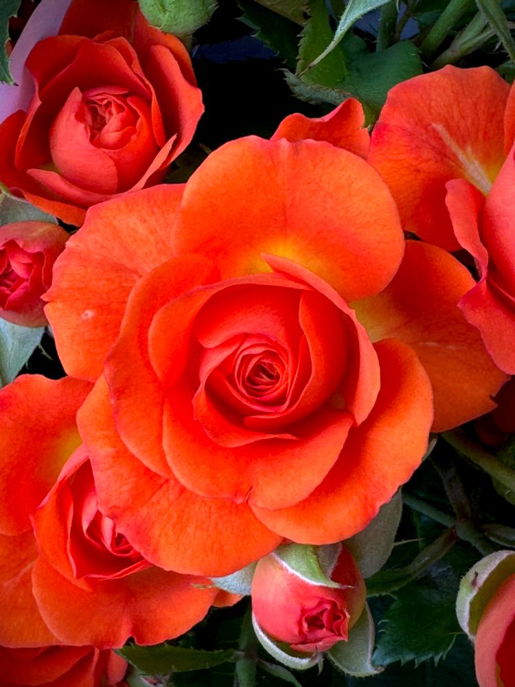Mini orange double roses in a bouquet 