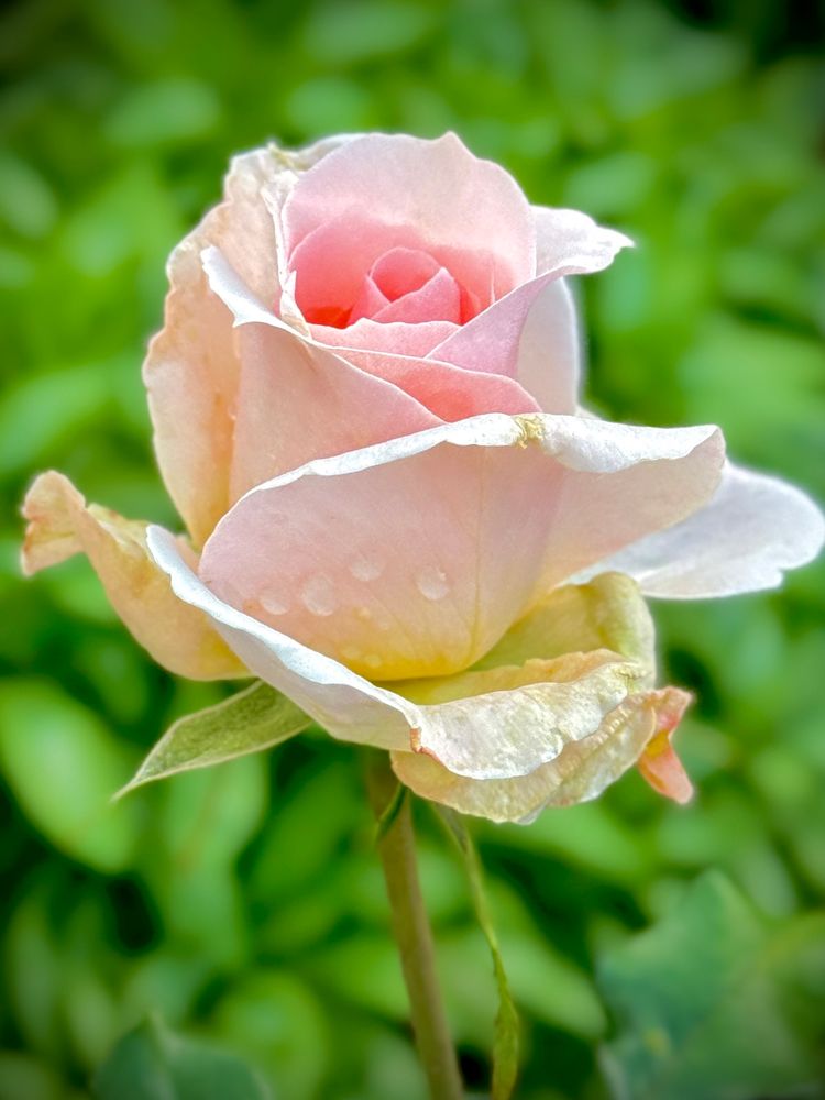 Light pink double rose bud