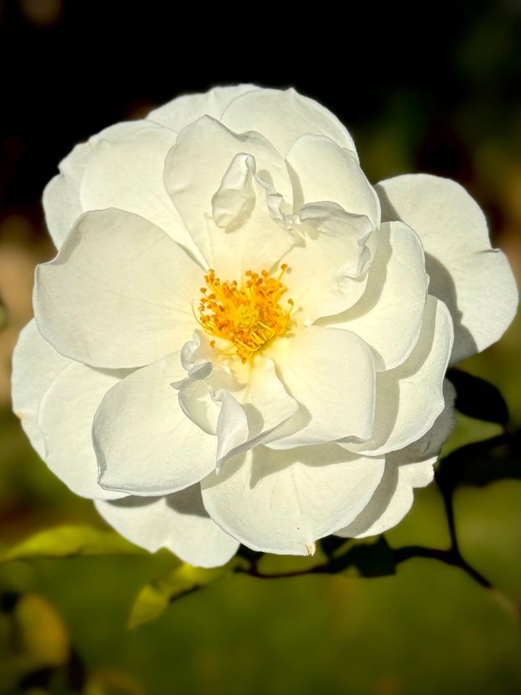 White semi double rose