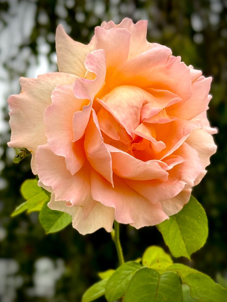 Peach colored fully opened rose flower