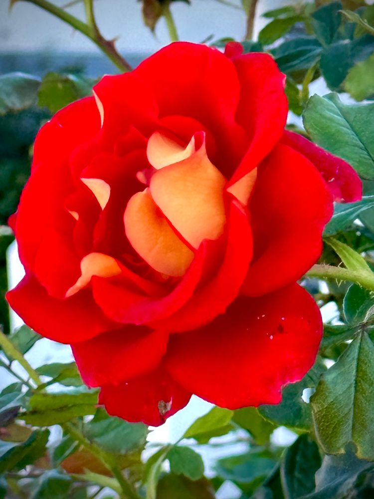 Red double rose flower with petals that are yellow on the underside 