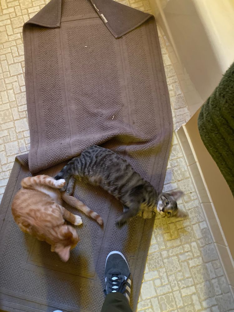 Orange and grey kittens on bunched up grey bathmat trying to trip me