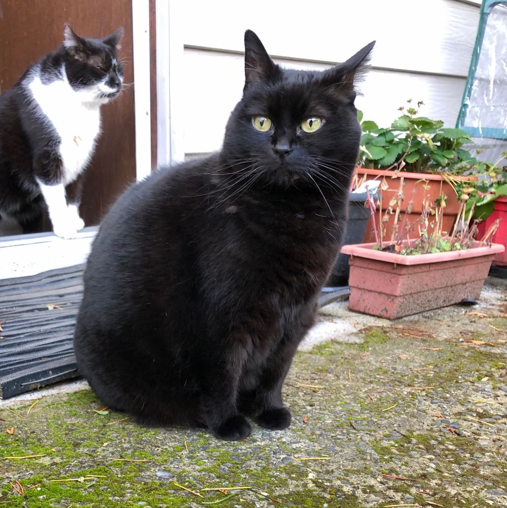 Miss Katy, panfur kitty, sitting on mossy sidewalk looking out at the beautiful day with Harvey, tuxedo kitty, standing on the stoop of the back door peering outside always wary of Miss Katy’s mood.