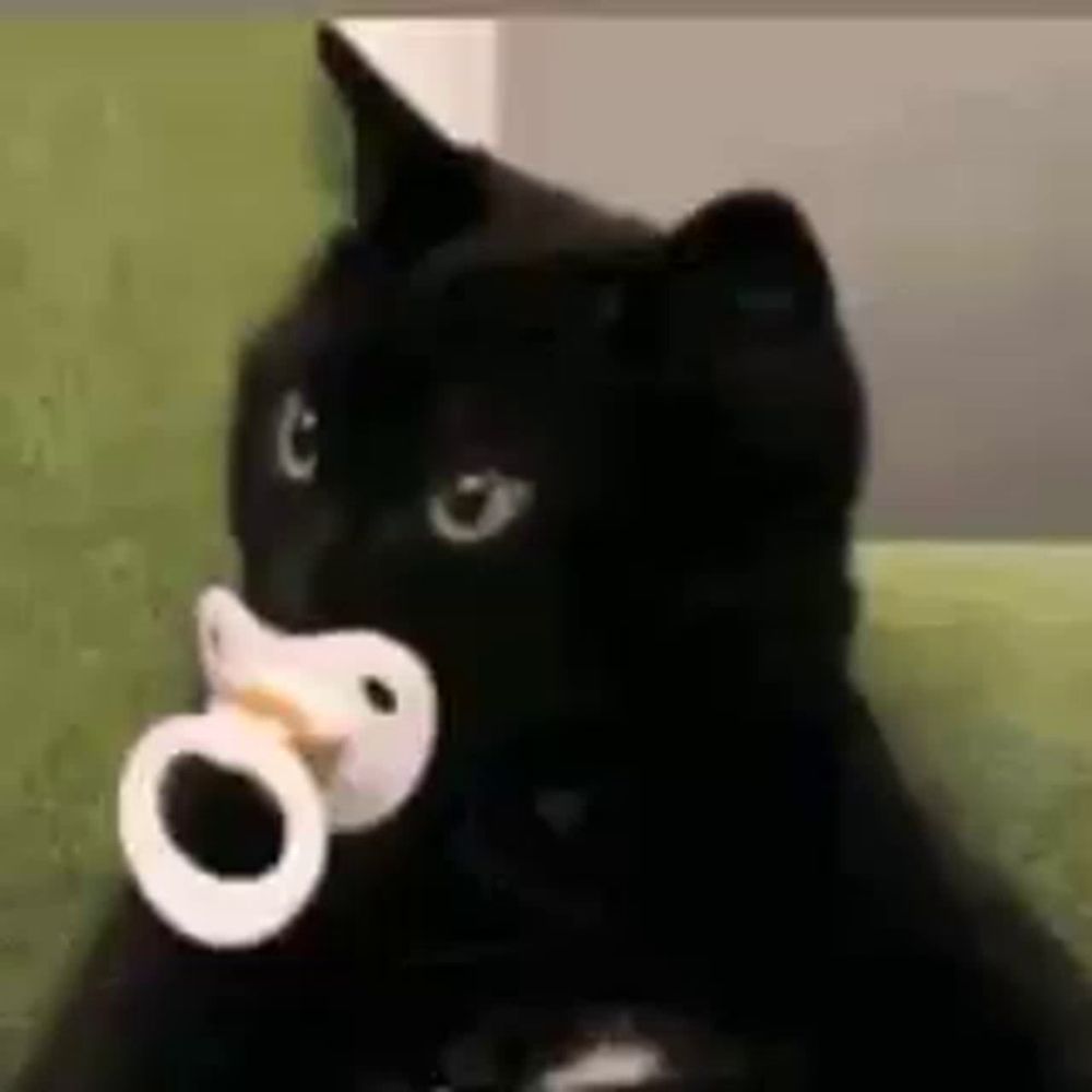 a black cat holding a pacifier in its mouth .