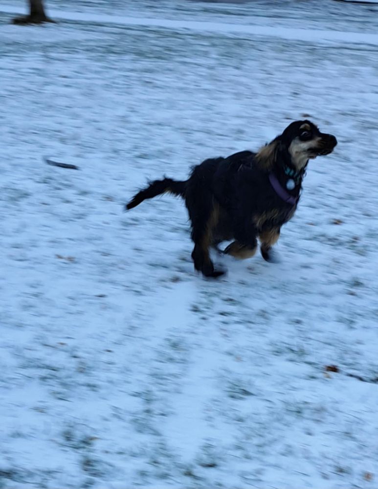 an action photo of a black and tan cocker spaniel running in a snowy park.