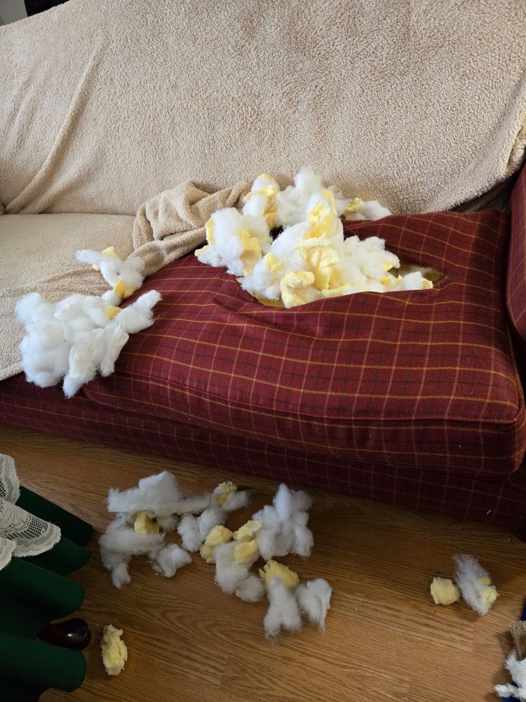 A couch SallyCat tried to eat.