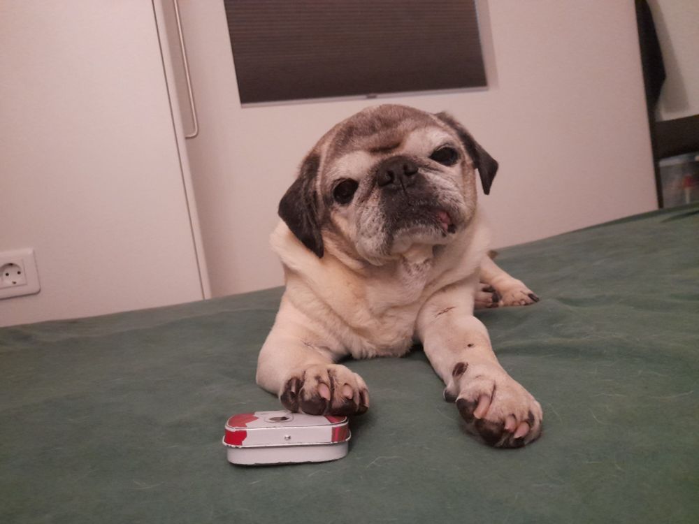 Mops hält seine Leckerlie Dose mit der Pfote fest.