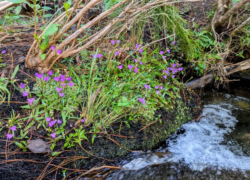 Cynorkis purpurea in flower