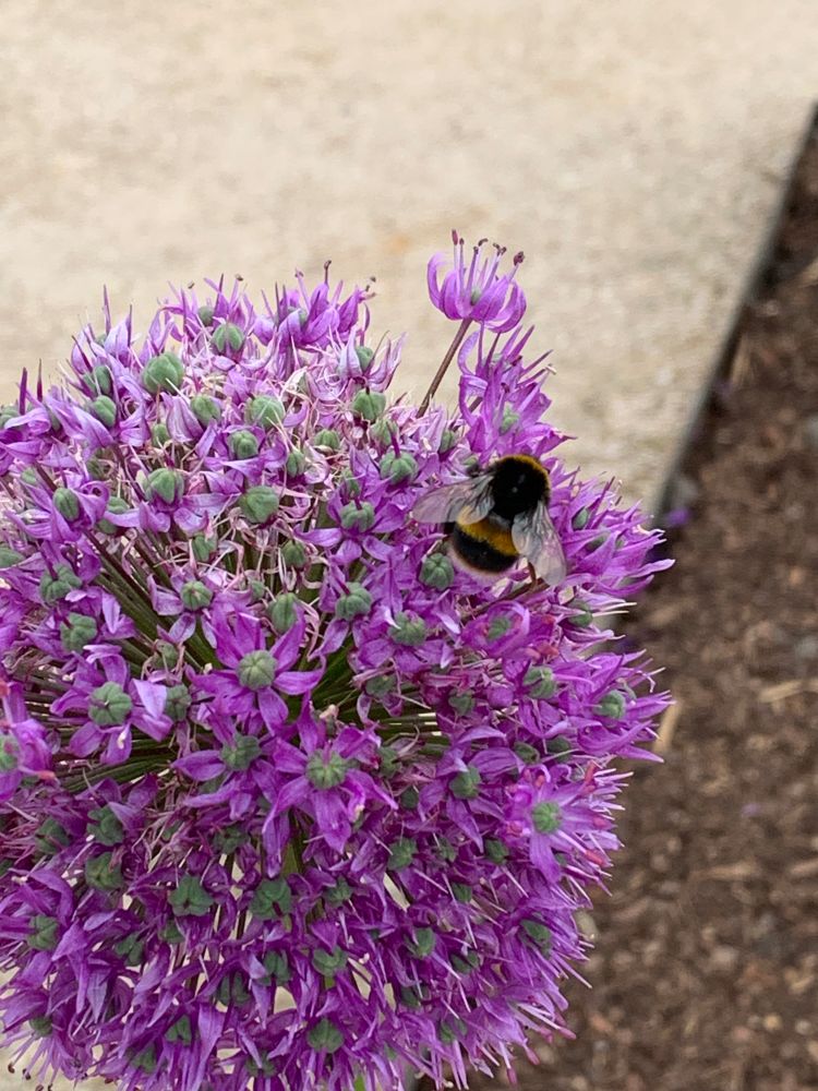 Image is of a bumblebee amid purple flowers.
