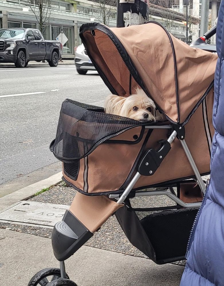 Dog in baby stroller