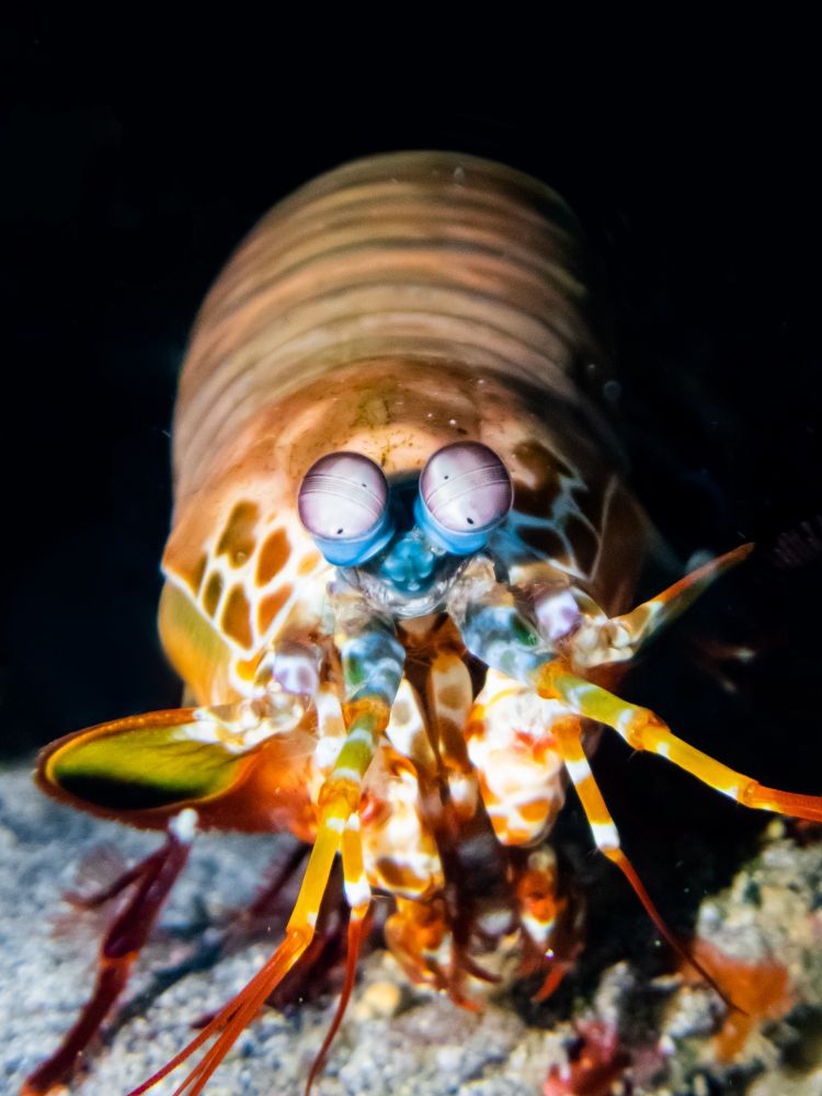 A peacock mantis shrimp facing the camera on a black background. It is showing its vibrant blue and orange shell and highly detailed compound eyes. This is macro photography, or a style of photography that enhances the size and detail of small objects and make it seem larger than it actually is.