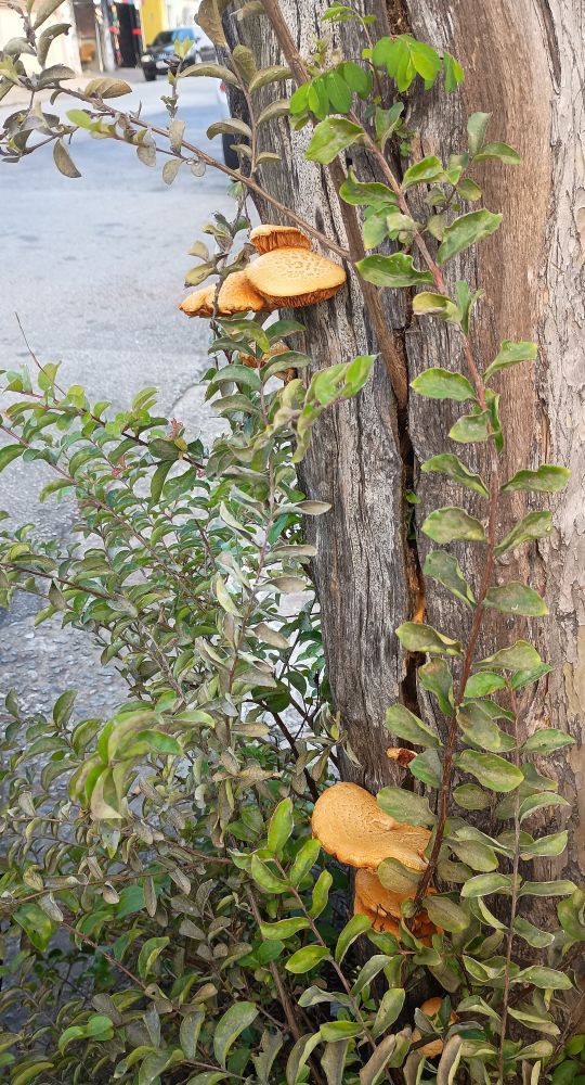 8 cogumelos amarelo alaranjado nascendo no tronco de um árvore com demais vegetação rasteiras em volta