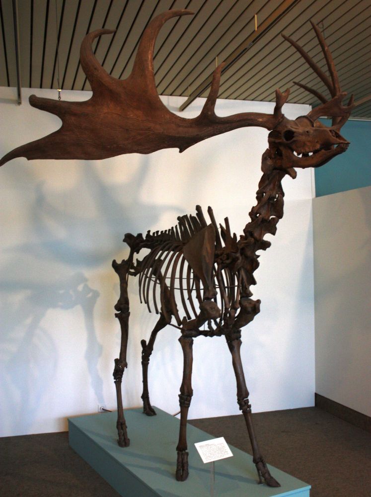 A fossil of an Irish Elk in the Übersee-Museum in Bremen (picture from Wikipedia Commons). It has extraordinarily large antlers, far larger than any living kind of deer