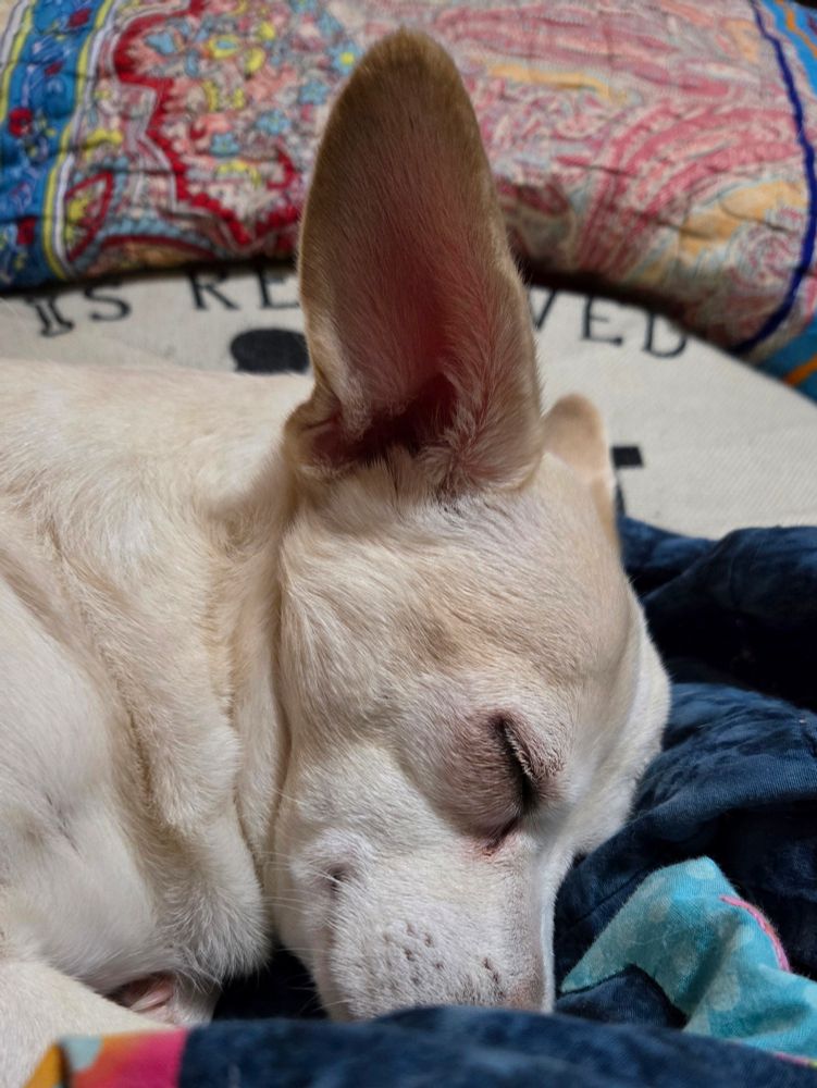 White-blonde chihuahua-mix asleep on a pile of pillows and quilt, nose tucked into quilt, big ears up.