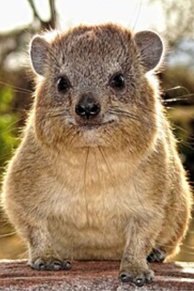 Picture of a rock hyrax.