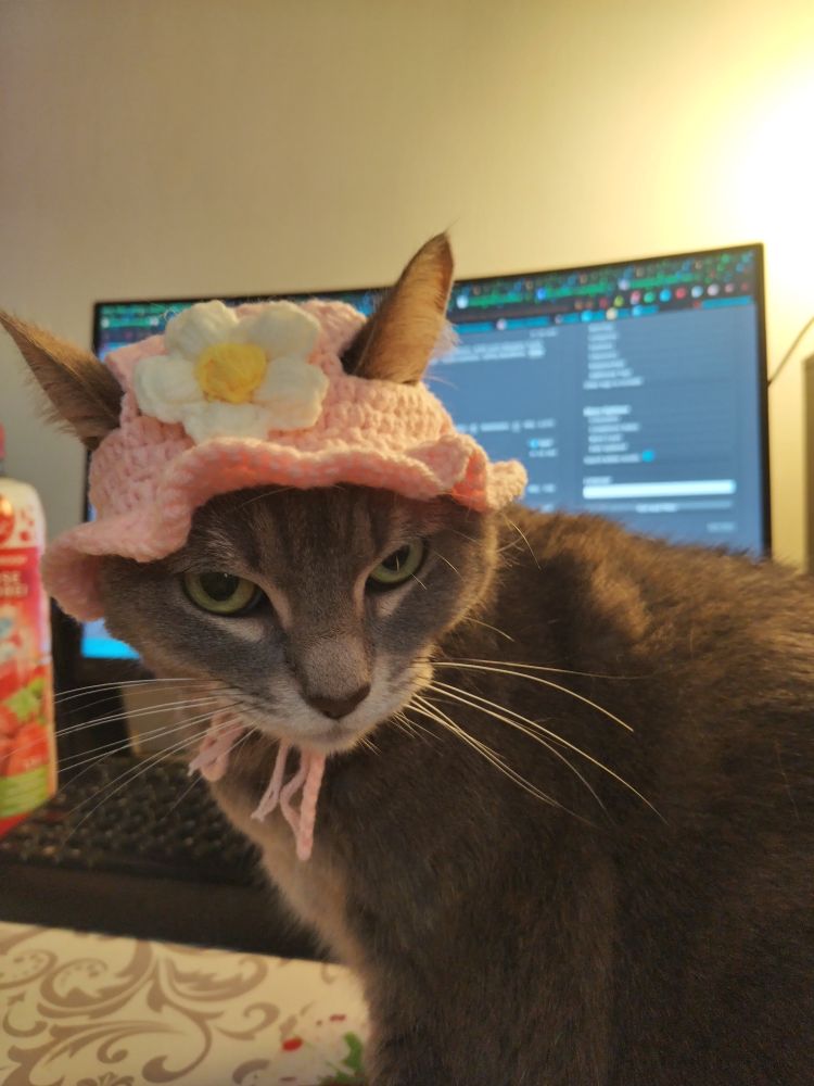 A grey cat with cream fur around her mouth wearing a pink hat with a daisy flower (knit). She's pondering.