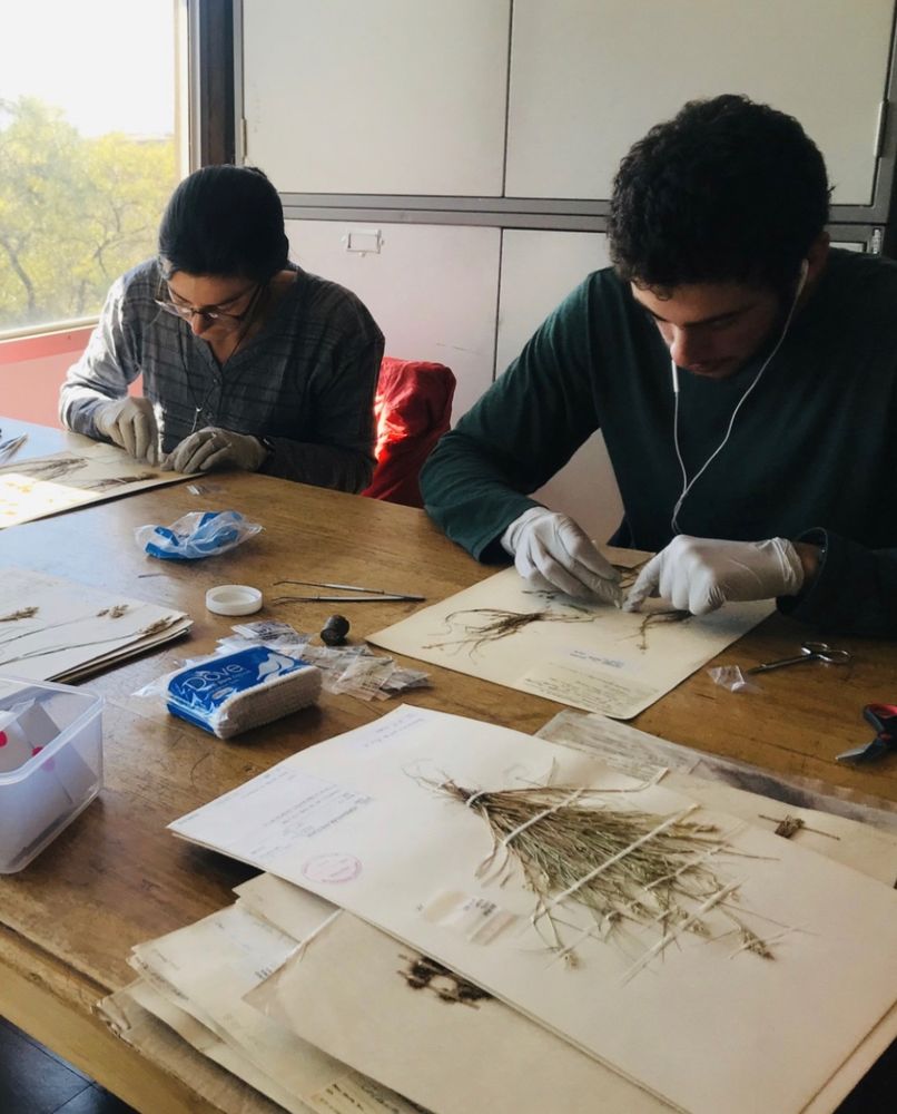 Maddys and Zach sampling herbarium specimens